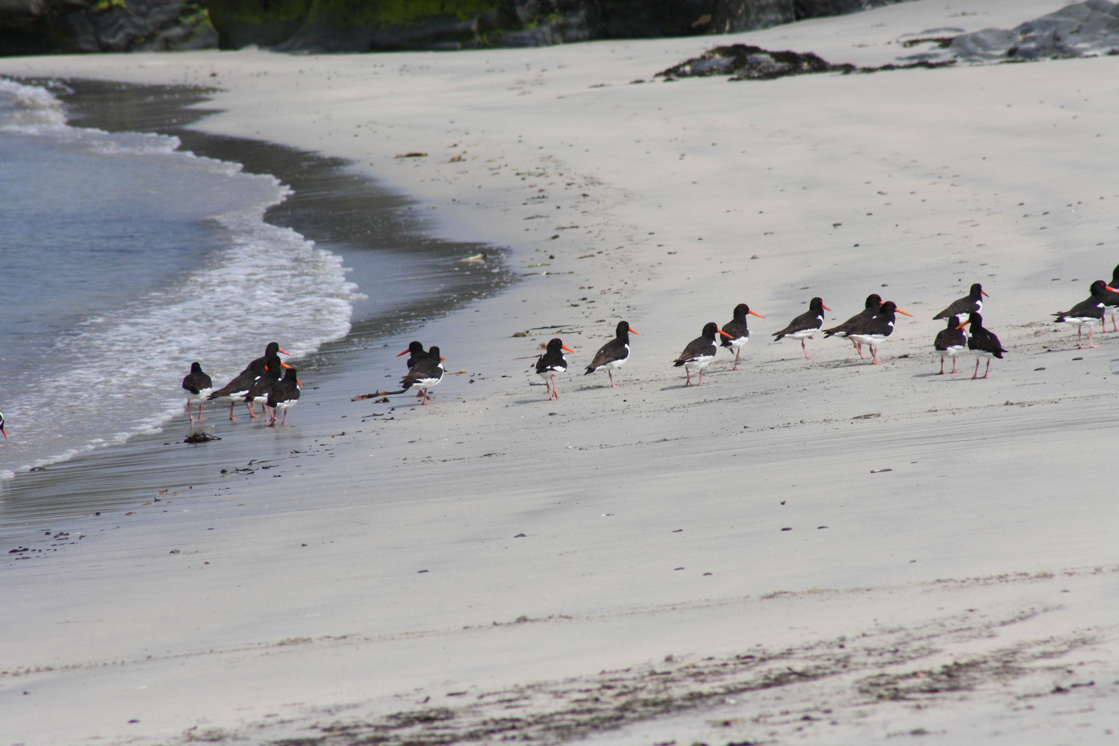 Oystercatchers on the beach